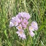 Allium roseum Квітка