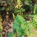 Collinsonia canadensis Flors