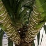 Dracaena cochinchinensis چھال