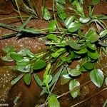 Heteranthera limosa Habit