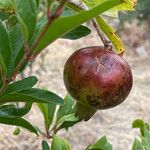 Punica granatum Plod