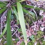 Iris foetidissima Leaf