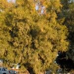 Tamarix ramosissima 葉