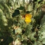 Fremontodendron californicum 叶