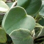 Peperomia incana পাতা