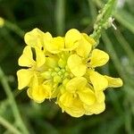 Rapistrum rugosum Flower