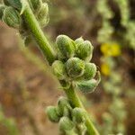 Verbascum sinaiticum Fruchs