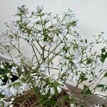 Euphorbia leucocephala Bloem