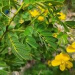 Senna pendula Blad