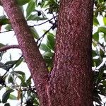 Cinnamomum kotoense Corteza
