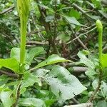 Gardenia ternifolia Прочее