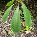 Aesculus parviflora ᱥᱟᱠᱟᱢ