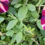 Petunia × atkinsiana Lapas