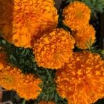 Tagetes erectaKwiat