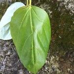 Cordia subcordata Leaf