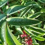 Sorbus americana Blatt