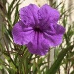 Ruellia simplex Квітка