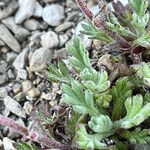 Leucanthemopsis alpina 葉