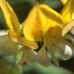 Hosackia oblongifolia Кветка