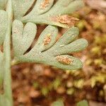 Asplenium dregeanum Leaf