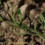 Dichasianthus runcinatus ᱡᱚ