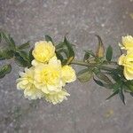 Rosa banksiae Virág