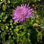 Knautia longifolia Bloem