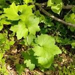 Arnoglossum atriplicifolium Leaf