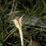 Arachnitis uniflora Flor