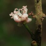 Eugenia stictopetala Floare