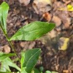 Solidago caesia Лист