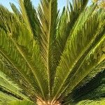 Cycas revolutaFolha