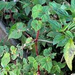 Begonia fischeri Агульны выгляд