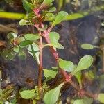 Lythrum portula Leaf