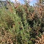 Artemisia herba-alba 葉