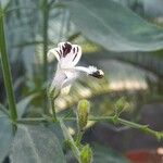 Andrographis paniculata Fleur
