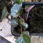 Saxifraga stolonifera Blad