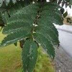 Sorbus aucuparia Blatt