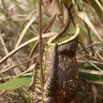 Nepenthes rafflesiana Habit