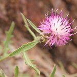 Centaurea asperaFlower