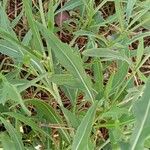 Diplotaxis tenuifolia Folio