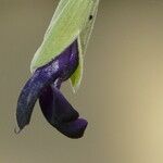 Salvia discolor Blüte