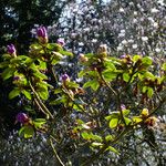 Rhododendron lapponicum অভ্যাস