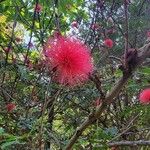 Calliandra haematocephala Flower