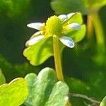 Halerpestes cymbalaria Flower