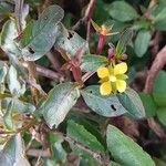 Ludwigia hyssopifolia फूल