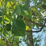 Ailanthus altissima Lapas