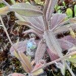 Myosotis ramosissima Leaf