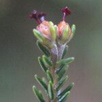 Erica arborescens Blomma