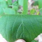 Rubus nigricans Sonstige